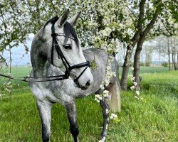 jumper Cecilia H 3 (German Sport Horse, 2018, from Karajan)