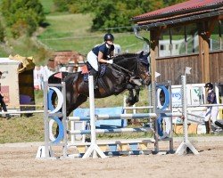 Springpferd Concity (Deutsches Sportpferd, 2008, von Contendro I)
