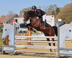 Springpferd Estella C (Oldenburger Springpferd, 2020, von Bentley van de Heffinck)