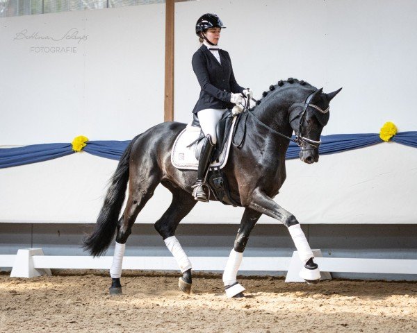 stallion Maddox 56 (Hanoverian, 2021, from E.H. Millennium)