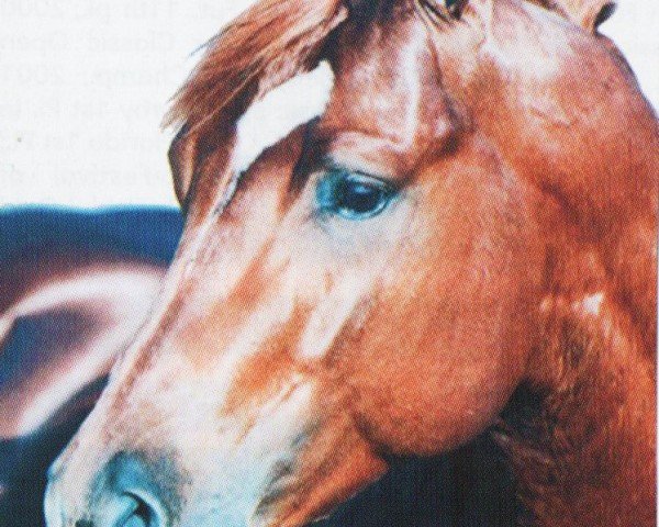 horse SEVEN X STARLIGHT (Quarter Horse, 1996, from Grays Starlight)