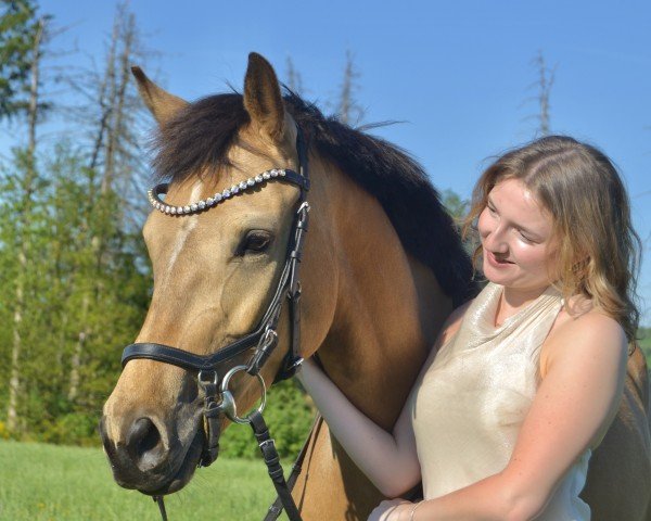 dressage horse Chiara DS (German Riding Pony, 2020, from FS Champion de Luxe)