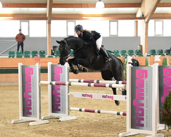 jumper Valentina 95 (Hanoverian, 2012, from Valentino)