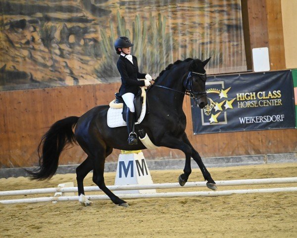 dressage horse Vendano (Oldenburg, 2016, from Veneno)