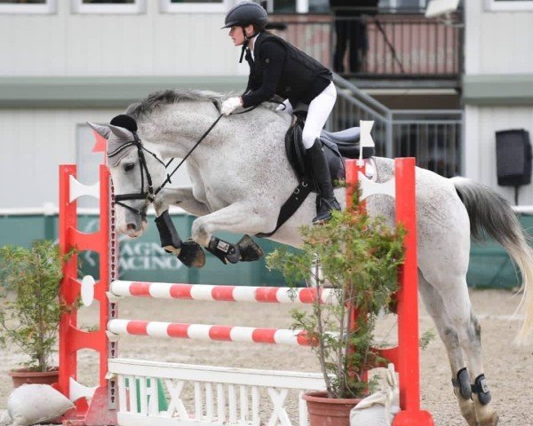 Dressurpferd Quick Step 7 (Oldenburger, 2003, von Quebec)