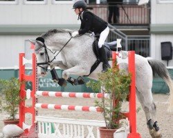 Dressurpferd Quick Step 7 (Oldenburger, 2003, von Quebec)