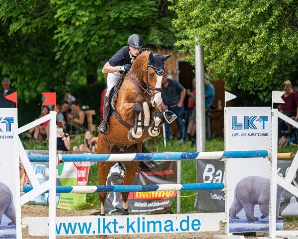 jumper Colorino (Holsteiner, 2017, from Colorit)