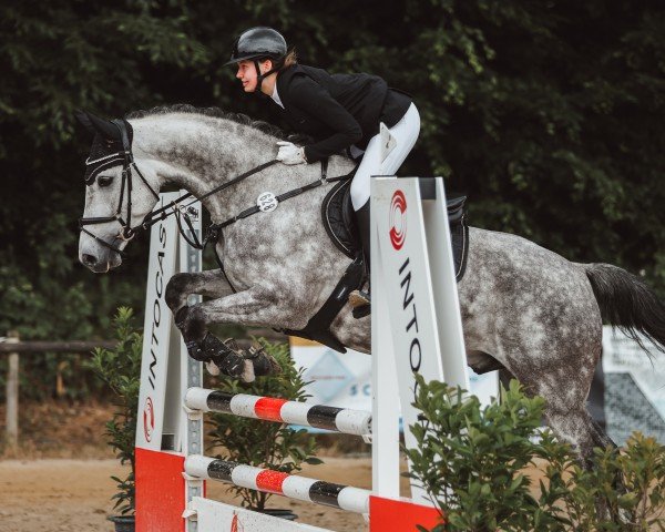 Springpferd Quiwitano (Rheinländer, 2019, von Quiwi Capitol)