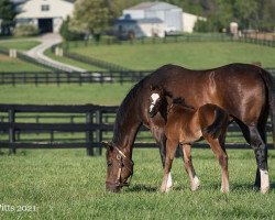 horse Rumours Have It xx (Thoroughbred, 2021, from Tapit xx)