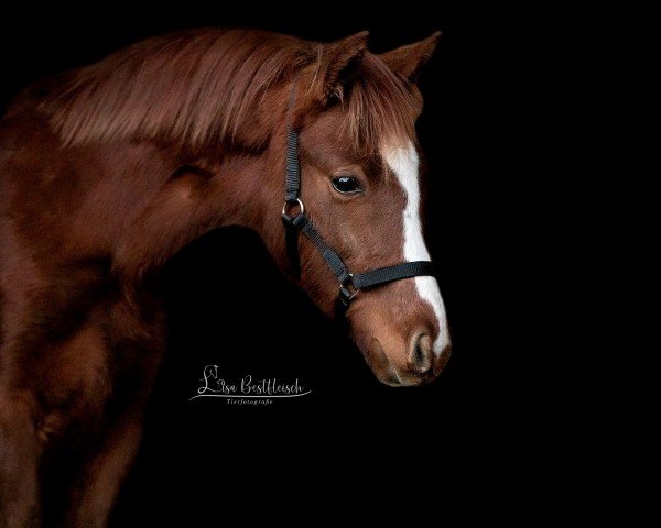 Dressurpferd Kaltenbachs Danbekrio (Deutsches Reitpony, 2024, von Der Kleine Leonardo)