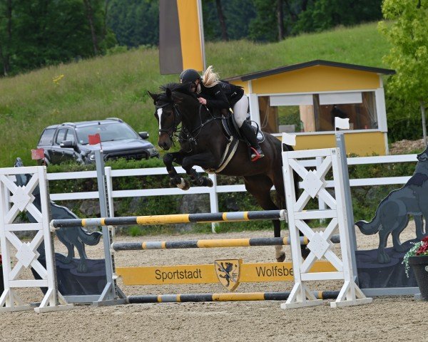 Zuchtstute First Lady S (Westfale, 2018, von Karajan)