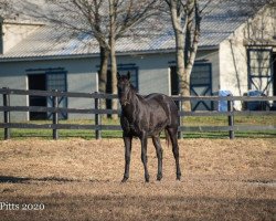 horse Back Jack xx (Thoroughbred, 2019, from Tonalist xx)