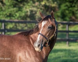 broodmare Inny Valley xx (Thoroughbred, 2019, from Speightstown xx)