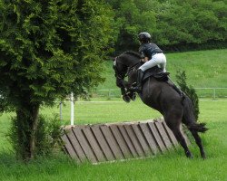 Zuchtstute Schoensgreen Madonna (Deutsches Reitpony, 2009, von Black Horse 2)