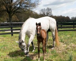 horse Hengst von Quality Road xx (Thoroughbred, 2021, from Quality Road xx)