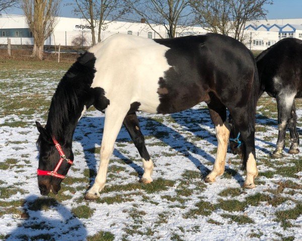 Pferd Spirit (Bayer, 2011, von Samenco I B)