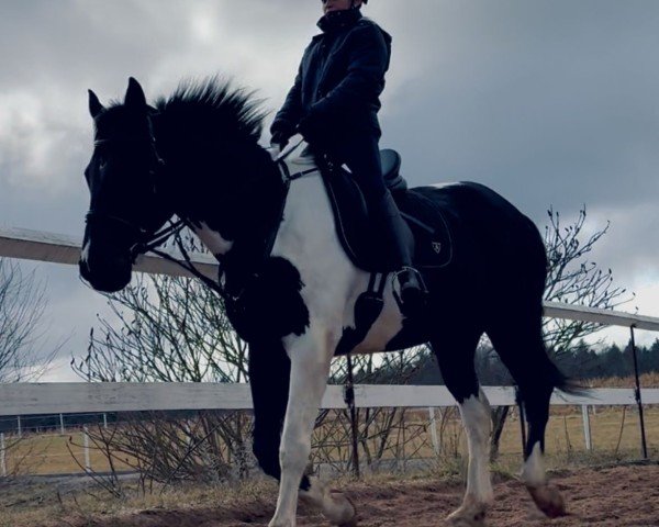 horse Spirit (Bavarian, 2011, from Samenco I B)
