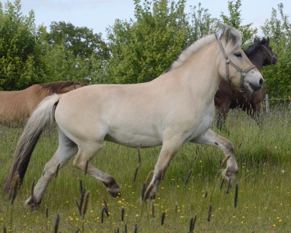 horse Tidor (Fjord Horse, 2021, from Trollfin)