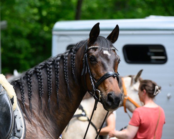 broodmare Feuerzauber (Hanoverian, 2011, from Feuerspiel)