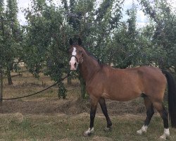 horse Brantop's Vigucci (German Riding Pony, 1998, from Valido)