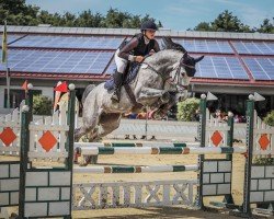 broodmare Clariclaire LW (Holsteiner, 2017, from Clarimo Ask)