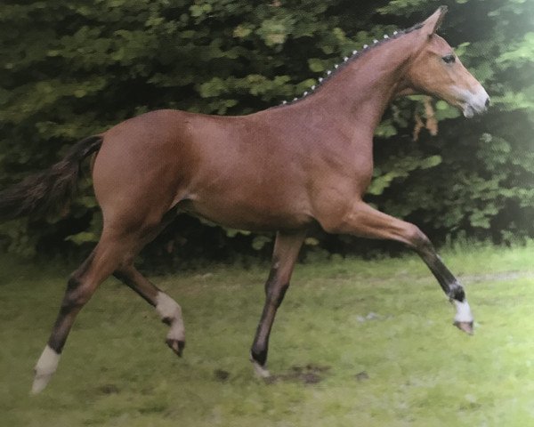 broodmare Fiona 384 (Westphalian, 2002, from Florestan I)