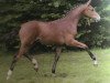 broodmare Fiona 384 (Westphalian, 2002, from Florestan I)