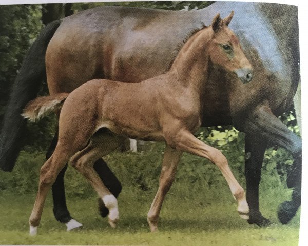 dressage horse Feldmann 2 (Westphalian, 2002, from Fidermark)