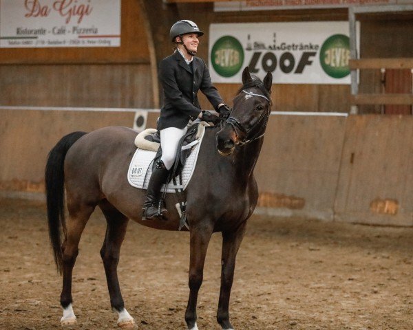 Springpferd Caspar 226 (Holsteiner, 2009, von Cormint)
