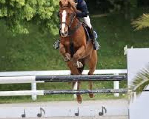 Springpferd Jibraltar Jupilou (Selle Français, 2019, von Casallo Z)