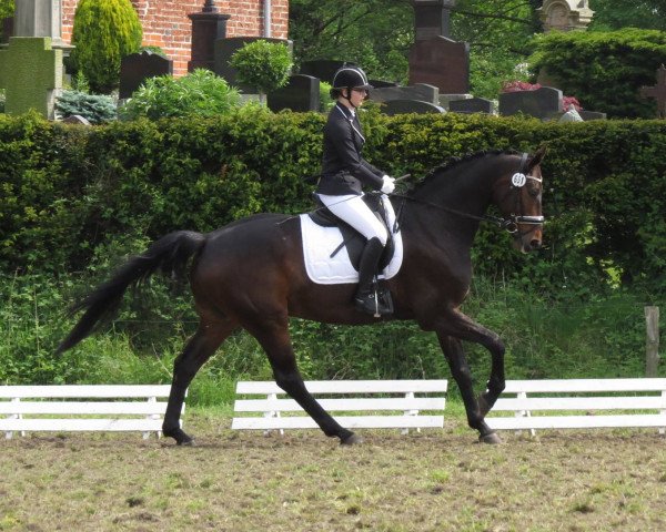 dressage horse Sunny Boy 352 (Hanoverian, 2009, from San Amour I)
