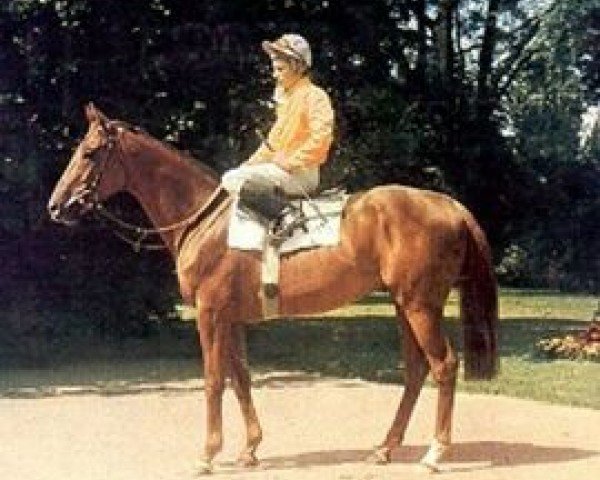 stallion Dankaro xx (Thoroughbred, 1971, from Dan Cupid xx)