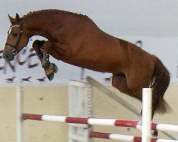 jumper Juriste de Riverland (Selle Français, 2019)