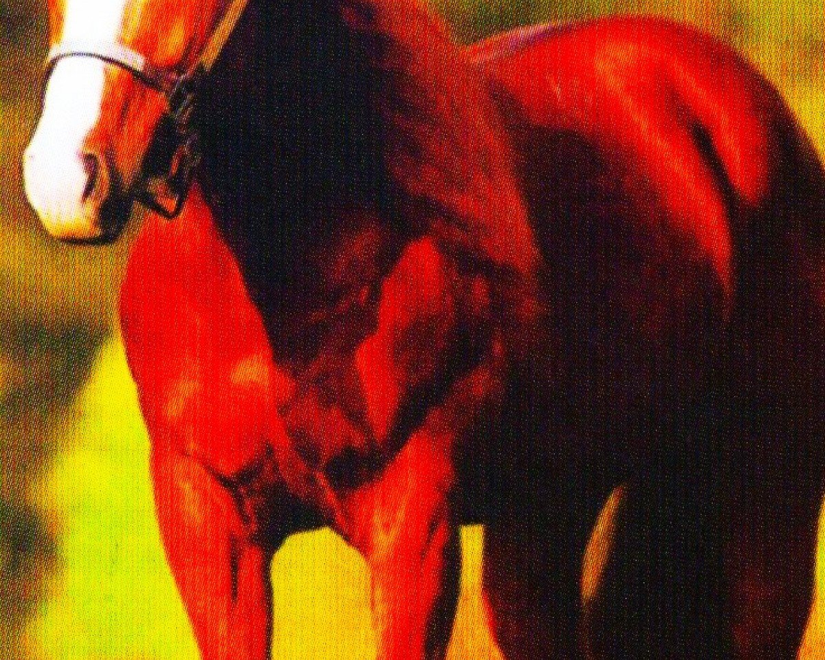 horse Trouble For You (Quarter Horse, 1991, from Smart Little Lena)