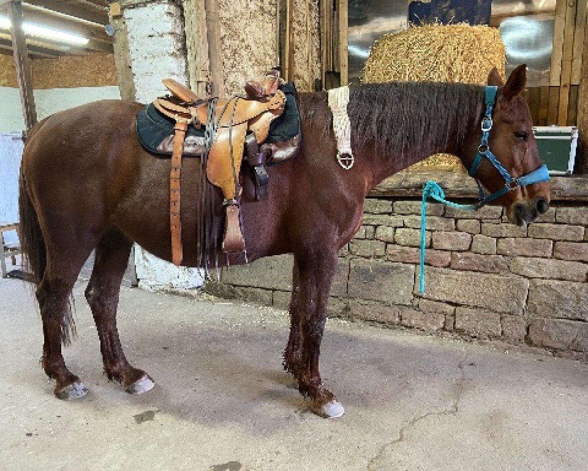 broodmare Epona (anglo european sporthorse, 2009, from Zunikki)