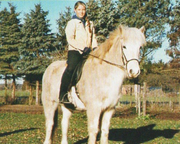 Pferd Eldjarn fra Halldorsstodum (Islandpferd, 1991, von Feykir frá Hafsteinsstöðum)