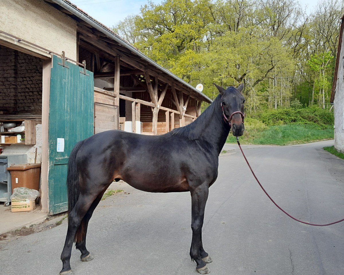 dressage horse Discussion (German Sport Horse, 2022, from Deja Vu)