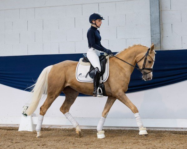 dressage horse FIENE FOREVER (German Riding Pony, 2021, from Schampus)