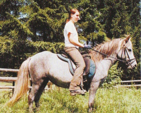 horse Hera (Iceland Horse, 1999, from Hrannarsson von der Hainbuche)
