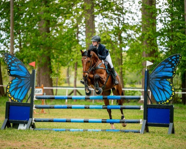 jumper Collja 3 (German Sport Horse, 2010, from Collini's Boy)