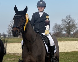 dressage horse Sandronello (Oldenburg, 2009, from San Amour I)