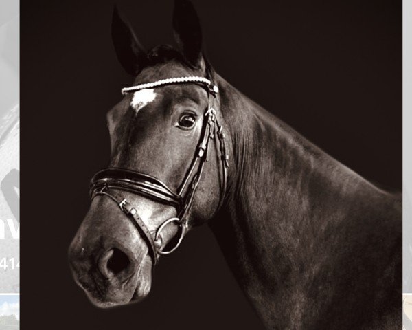 jumper Curly Sue F 3 (German Sport Horse, 2015, from Crumble)