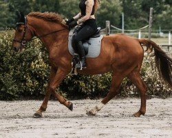 dressage horse River Diamond S (Württemberger, 2004, from Royaldik)