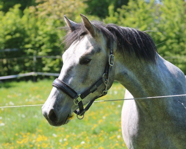 jumper Inez (Oldenburg show jumper, 2022, from Zinedine)