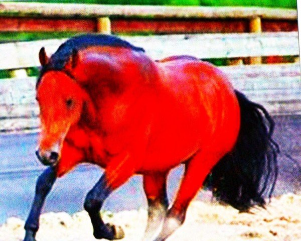 horse THE RUMBLE BEE (Quarter Horse, 2003, from Trouble For You)