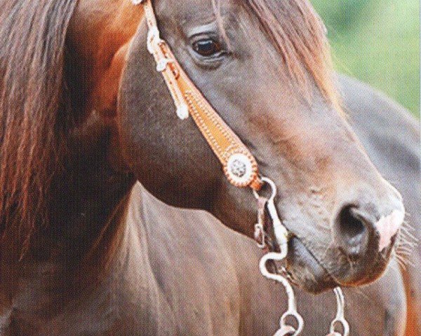 horse Hes Wild (Quarter Horse, 2002, from Gallo Del Cielo)