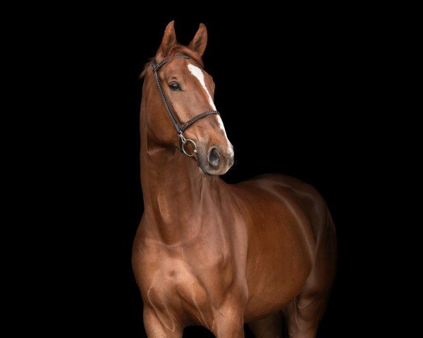 dressage horse Kingsman 5 (Hanoverian, 2018, from Kannan)