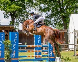 jumper Mesulots Bessy PS (Oldenburg show jumper, 2019, from Mesulot Ps)
