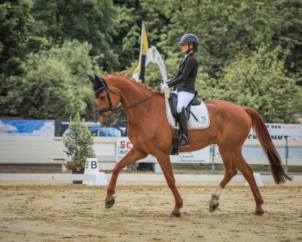 dressage horse Danger 69 (Oldenburg, 2014, from Dimaggio)