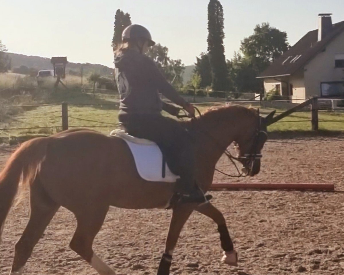 dressage horse Sunshine's Serenity (Pinto / Hunter, 2018, from Swiss Sundance)